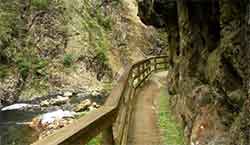 Scenic walks include Karagahake Gorge, The Kaimai Ranges and Mount Maunganui